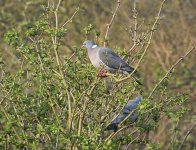 DSC_5630.jpg