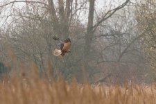 DSC_9508.jpg