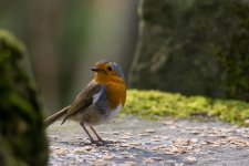 DSC_8432.jpg