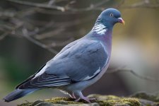 DSC_8433.jpg