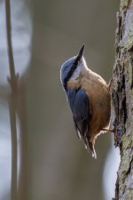 DSC_8436.jpg