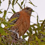 Hawk.jpg