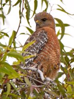 Hawk3.jpg
