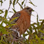 Hawk2.jpg