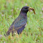Starling2.jpg