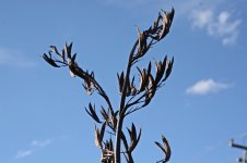 DSC_2145 a.jpg
