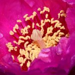 Stamen.jpg