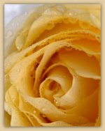 Cream Rose 4-11-2016.jpg