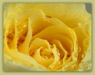 Yellow Rose Close Up 4-11-2016.jpg