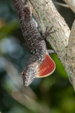 Anole-2.jpg