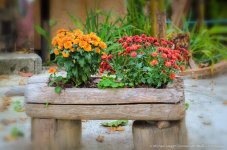 flower bokeh-1.jpg