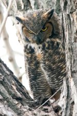 Twin Owls -116.jpg