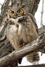 Twin Owls -115.jpg