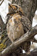 Twin Owls -117.jpg