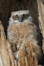 Twin Owls -118.jpg