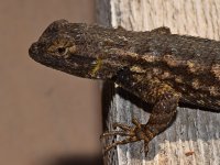 Lizard.jpg