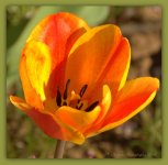 Variegated Tulip 4-12-2016.jpg