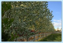 Row of Crab Apple Trees 4-12-2016.jpg