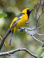 Oriole2.jpg