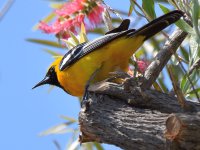 Oriole7.jpg