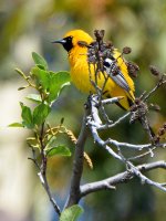 Oriole.jpg