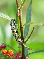 Monarch2.jpg