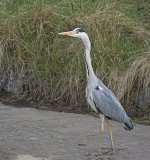 DSC_6209.jpg