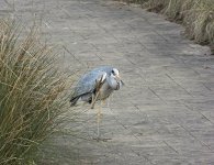 DSC_6240.jpg