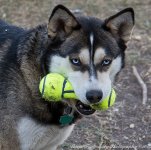 Luna1-L.jpg