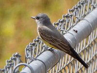 Kingbird2.jpg