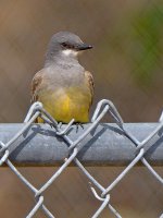 Kingbird.jpg