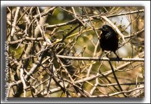 Birds-4978-Edit.jpg