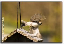 Birds-5004-Edit.jpg