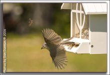 Birds-5017-Edit.jpg