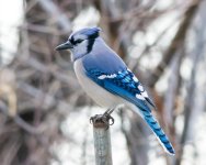Jay-100.jpg