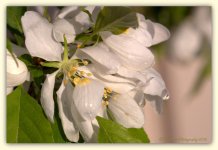 Crab Tree Blossoms with Drops 4-14-2016.jpg