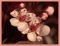 Pink Blossoms with Rain Drops 4-14-2016.jpg