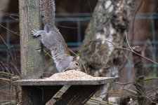 DSC_0044sq5.jpg