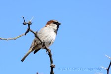 4-14-16-cr__D7K2866.jpg