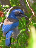 ScrubJay.jpg