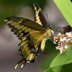 Swallowtail2.jpg