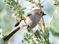 BushTit.jpg