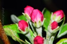 4-15-16-cr_DSC_3613.jpg