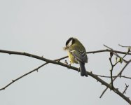 DSC_6352.jpg
