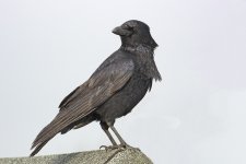 DSC_6404.jpg