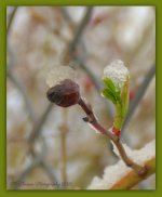 Snow on the Rose Buds 4-15-2016.jpg