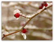 Snow on the Rose Hips 4-15-2016.jpg
