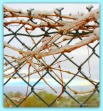 Vines with Snow 4-15-2016.jpg