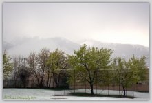 Snow on the Spring Trees 4-15-2016.jpg