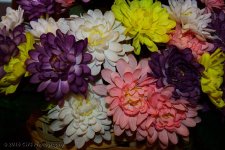4-3-16-purple-cr-DSC_3447.jpg